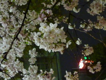 桜の向こうにネオン