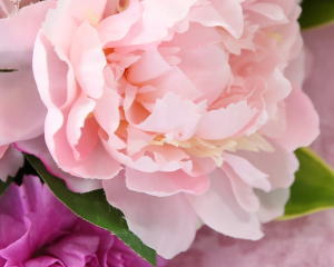 シャクヤクの花弁