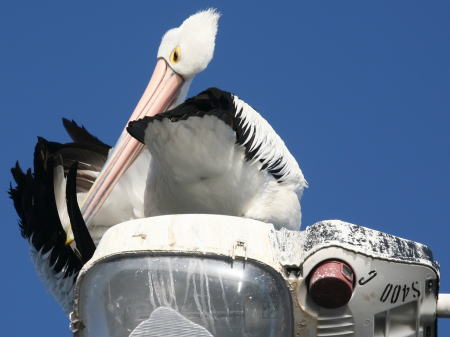 ペリカン