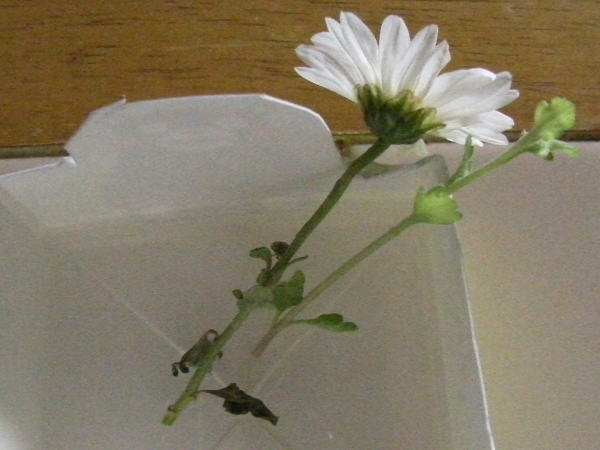 牛乳パックで花を生ける