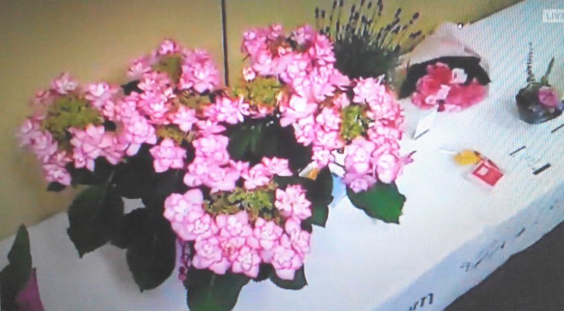 花鉢と花束、アレンジメントの比較